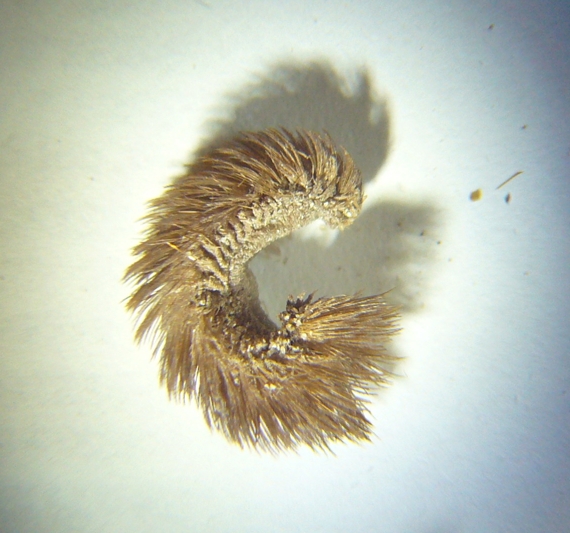 Pontogenia chrysocoma